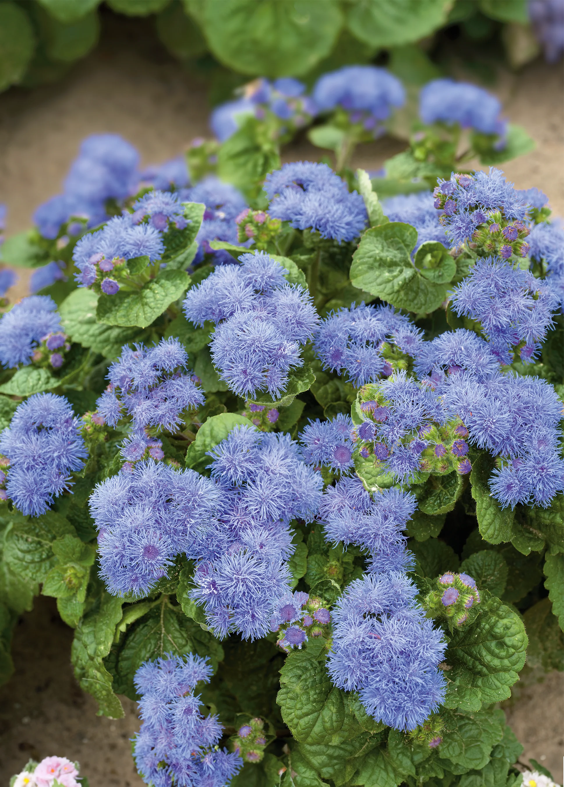 Ageratum | Dwarf Blue Mink