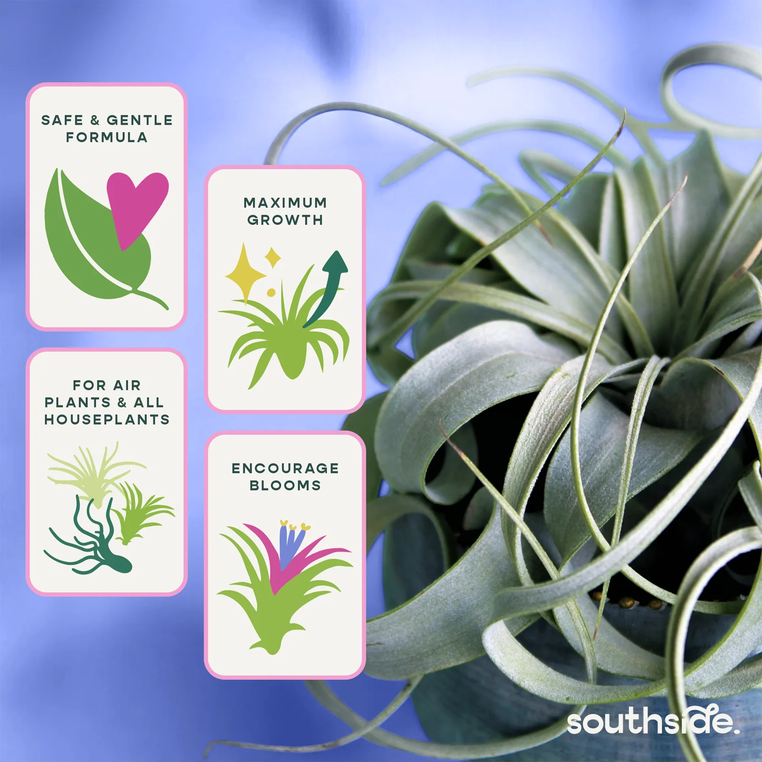 Air Plant Fertilizer - Spray - Image 3