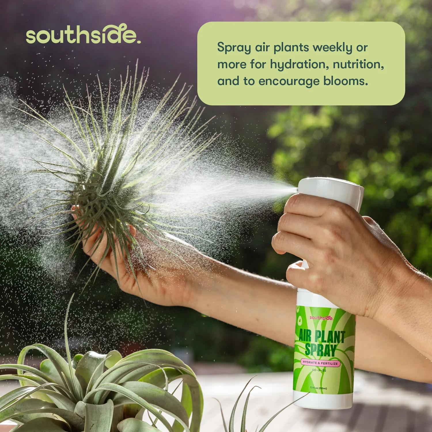 Air Plant Fertilizer - Spray - Image 4
