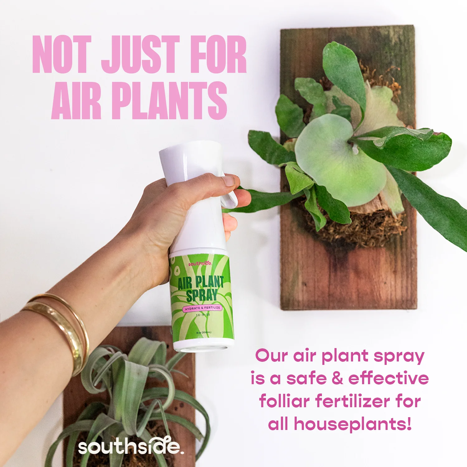 Air Plant Fertilizer - Spray - Image 5