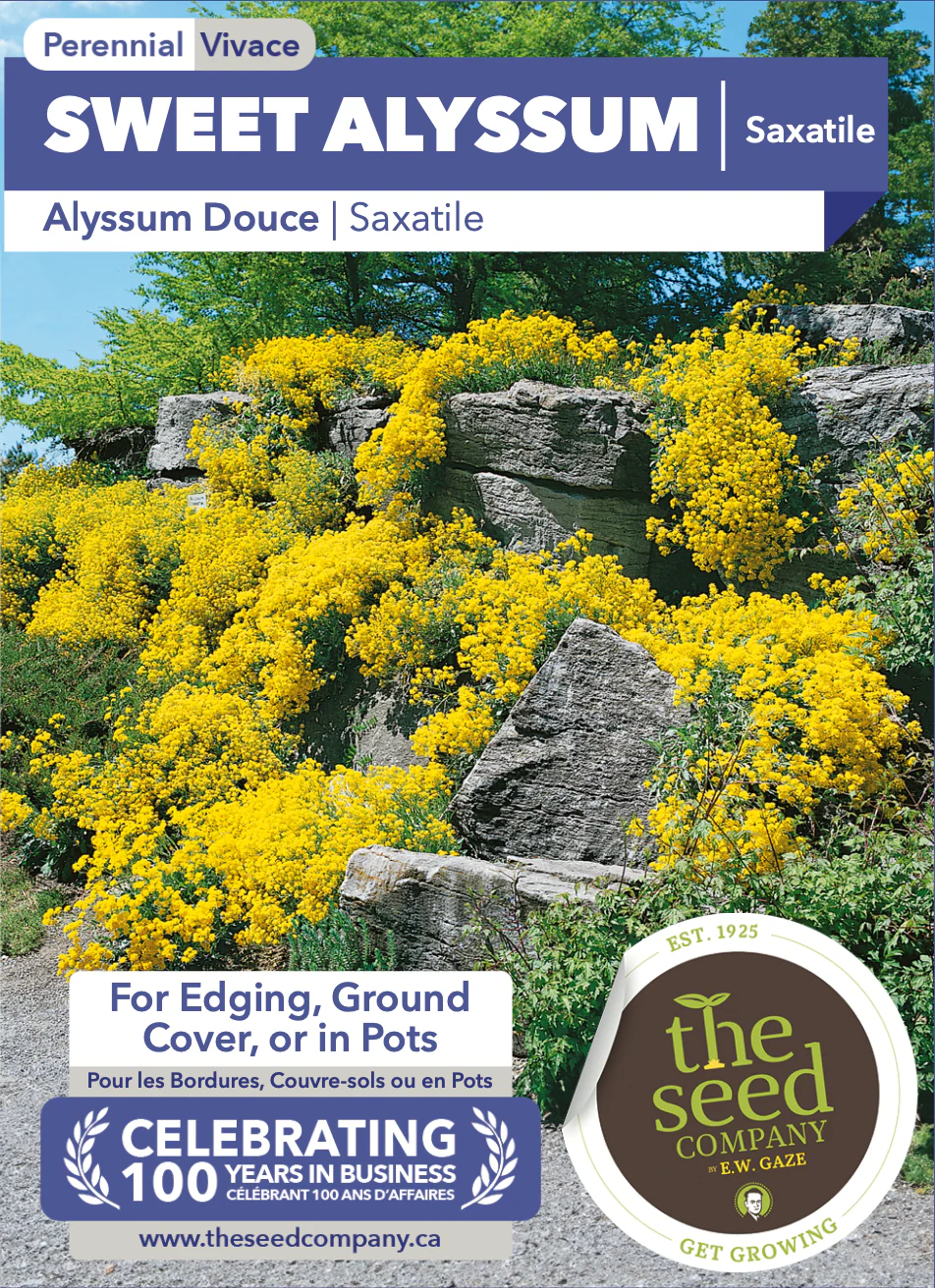 Sweet Alyssum | Saxatile - Image 2