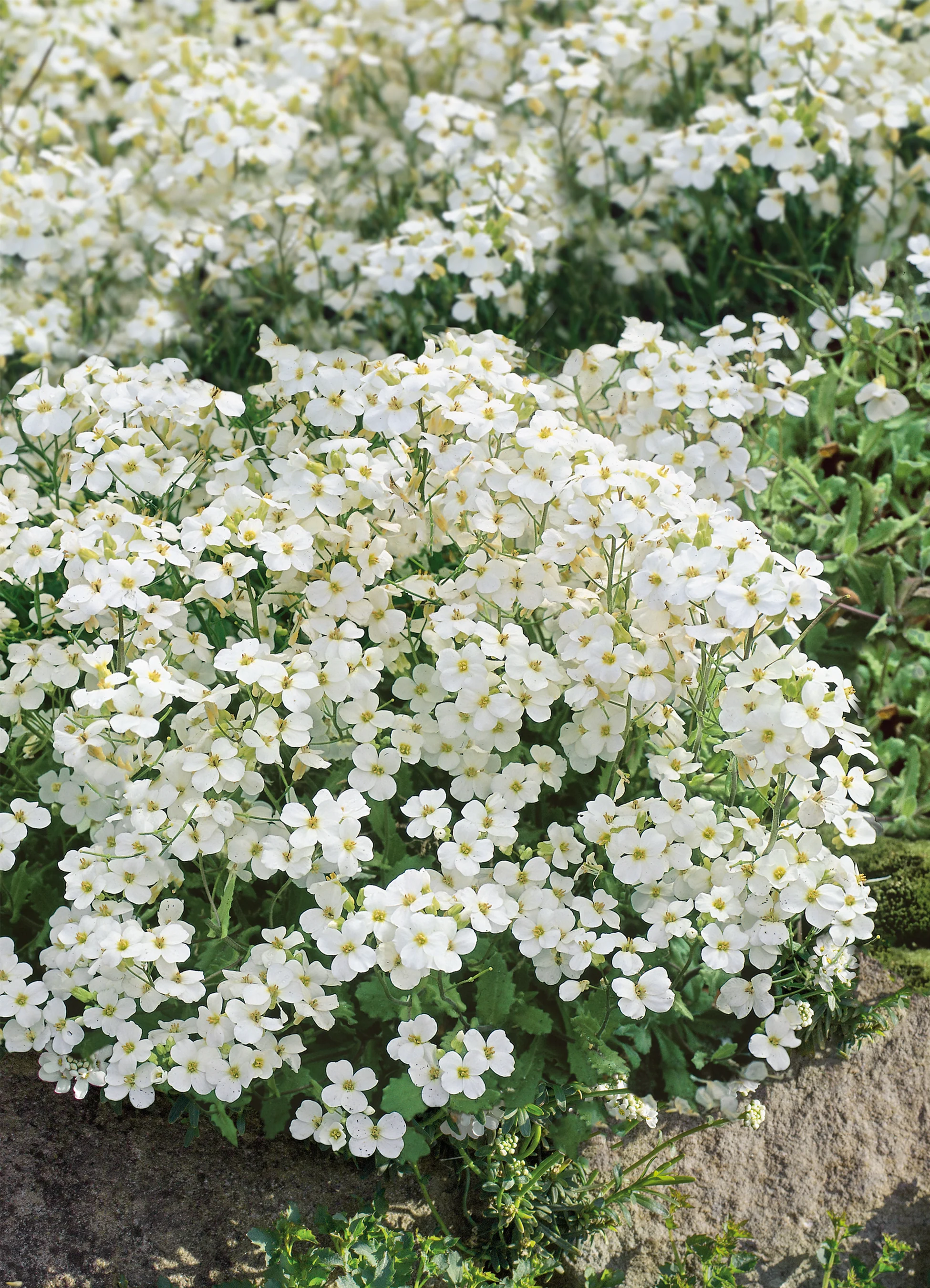 Arabis | Rock Cress White