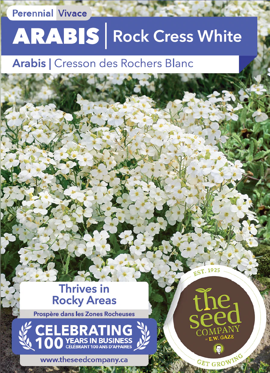 Arabis | Rock Cress White - Image 2