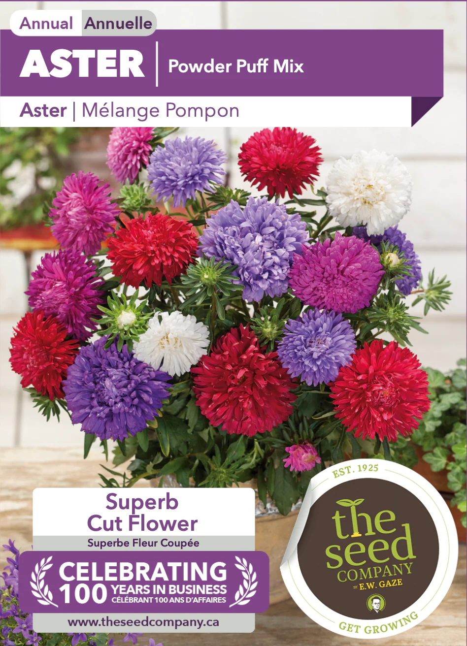 Aster | Powder Puff Mix - Image 2