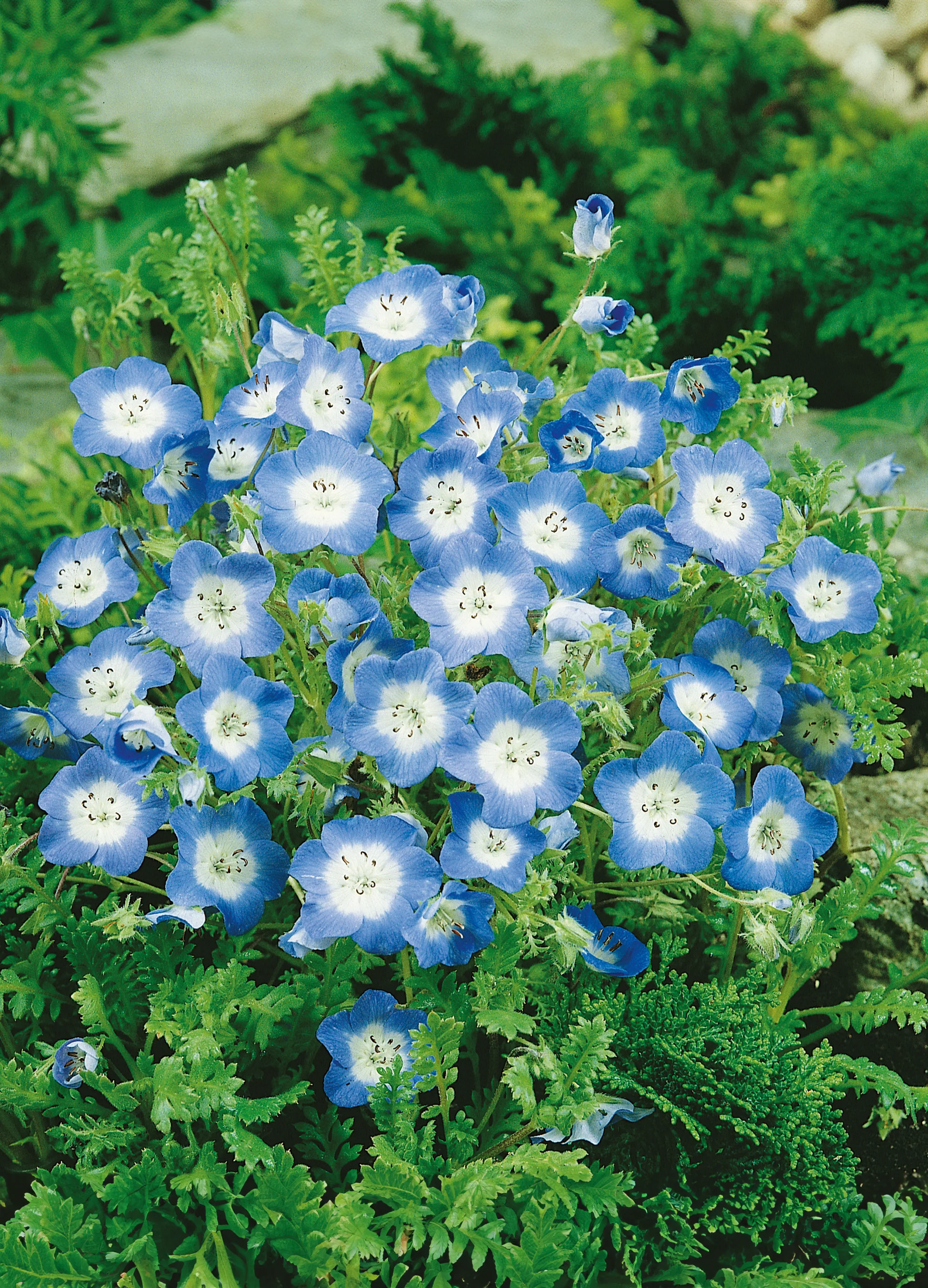 Baby Blue Eyes | Nemophila Menziesii