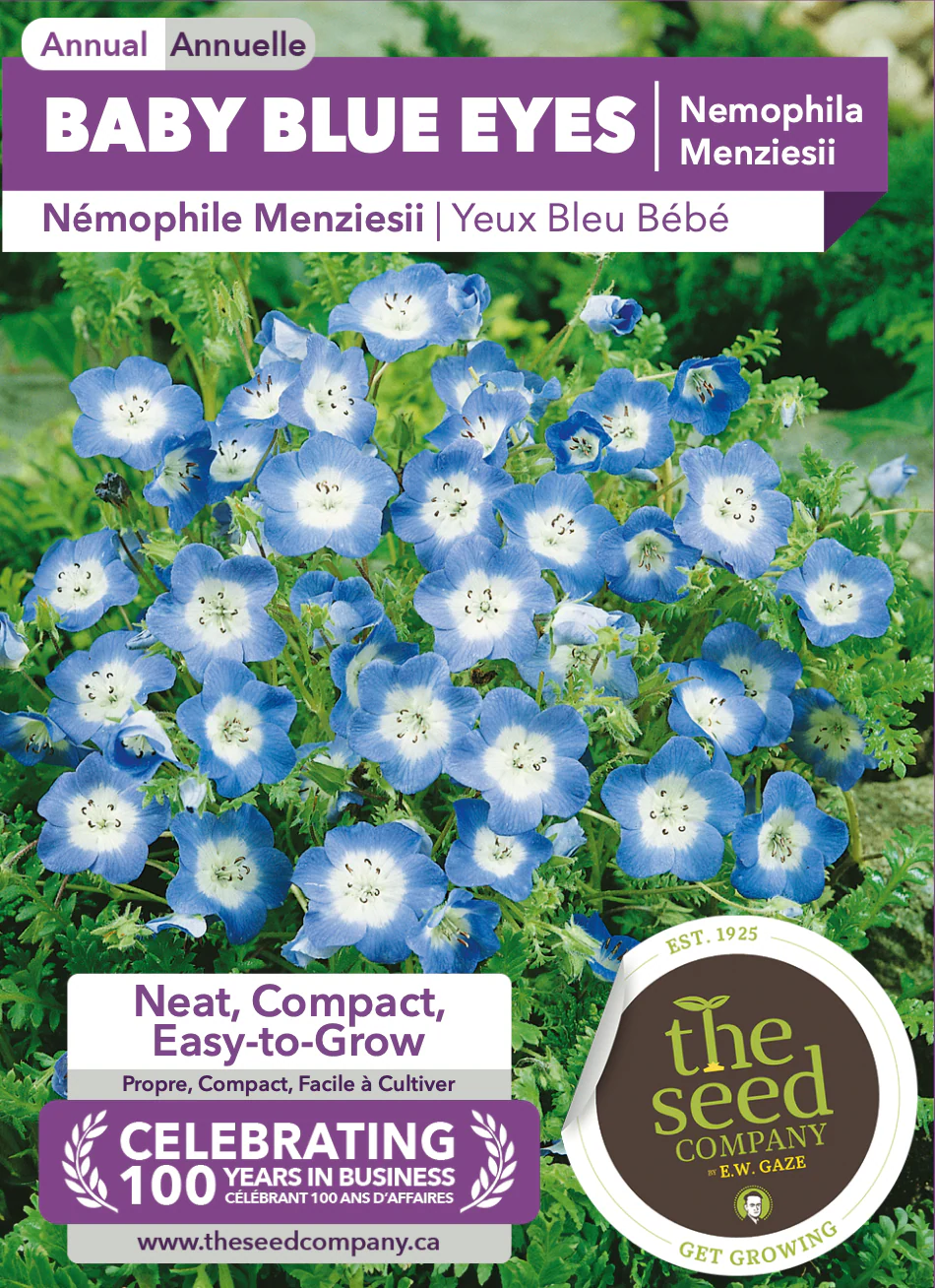 Baby Blue Eyes | Nemophila Menziesii - Image 2