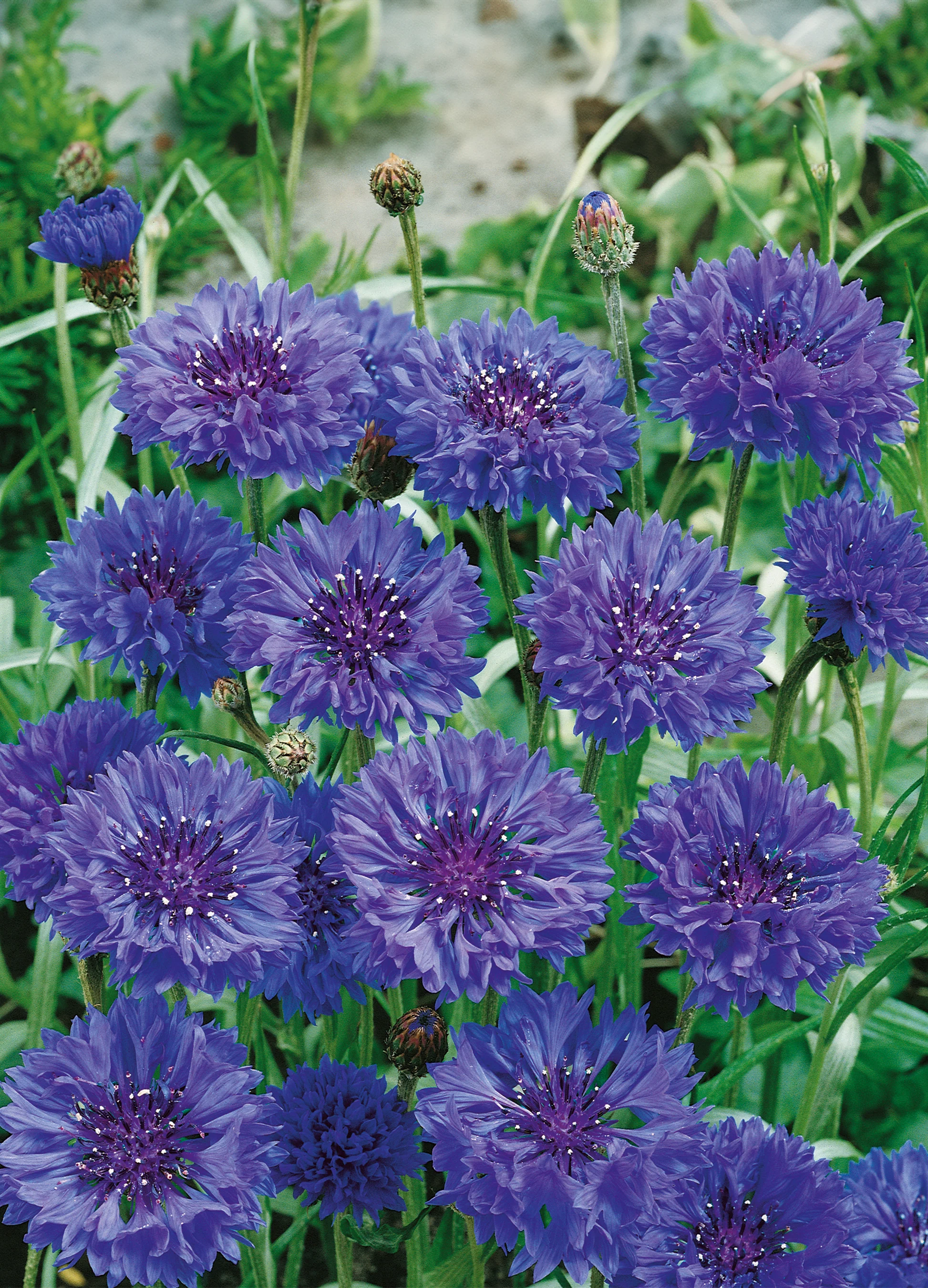 Bachelor's Button | Blue Boy Double