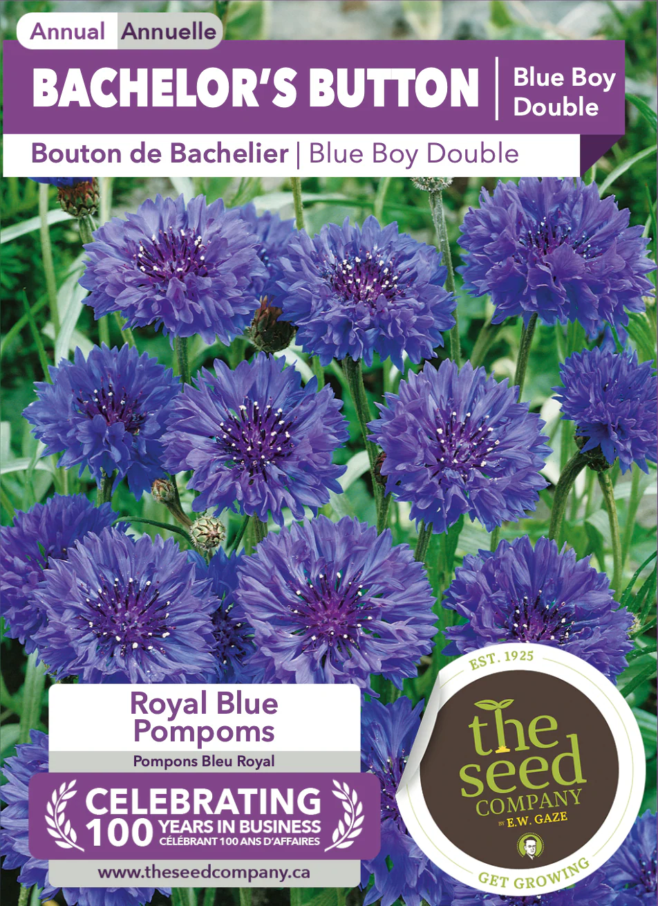 Bachelor's Button | Blue Boy Double - Image 2
