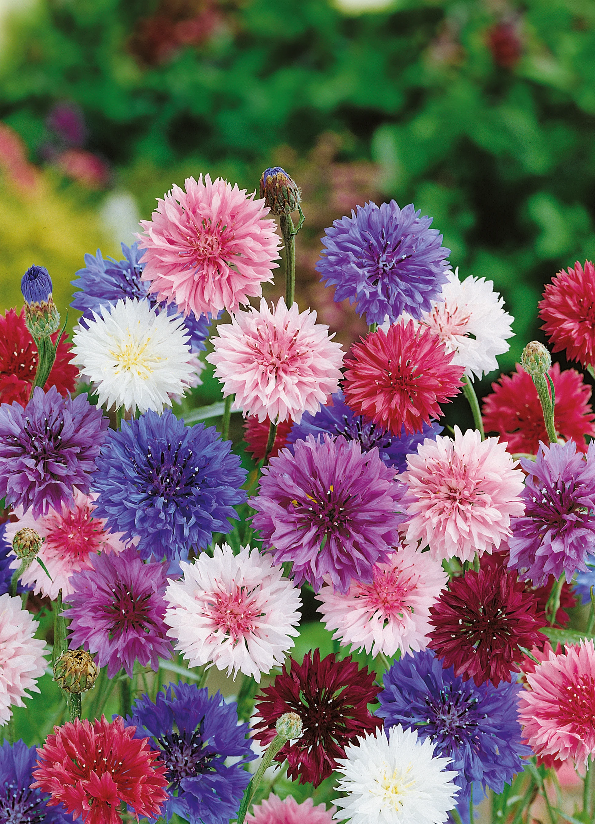 Bachelor's Button | Cornflower Mix