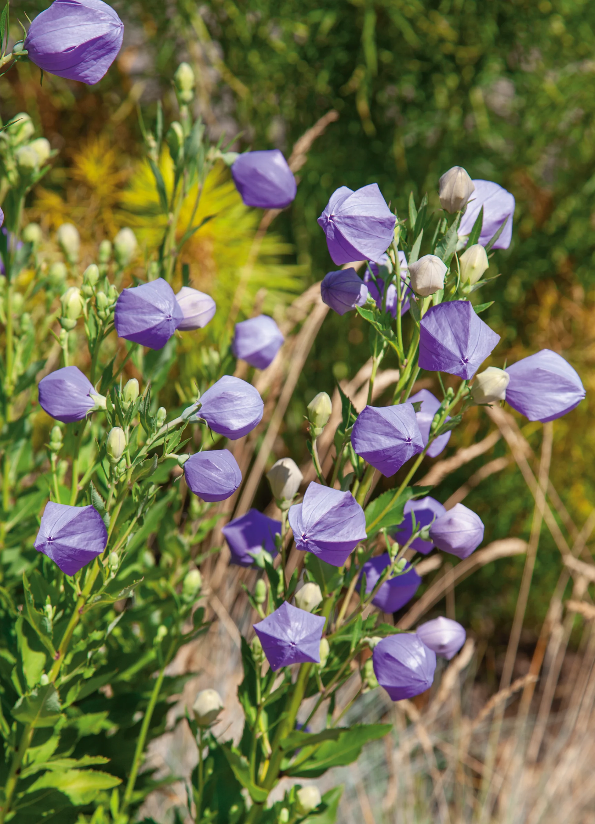 Balloon Flower | Sentimental Blue