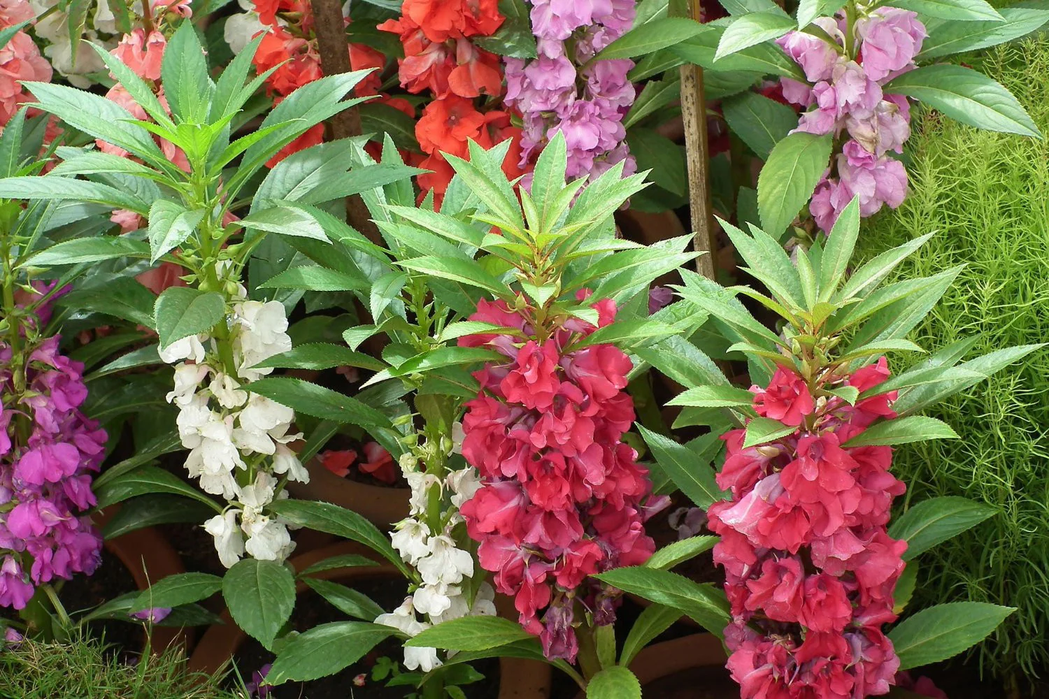 Balsam | Mixed Colours