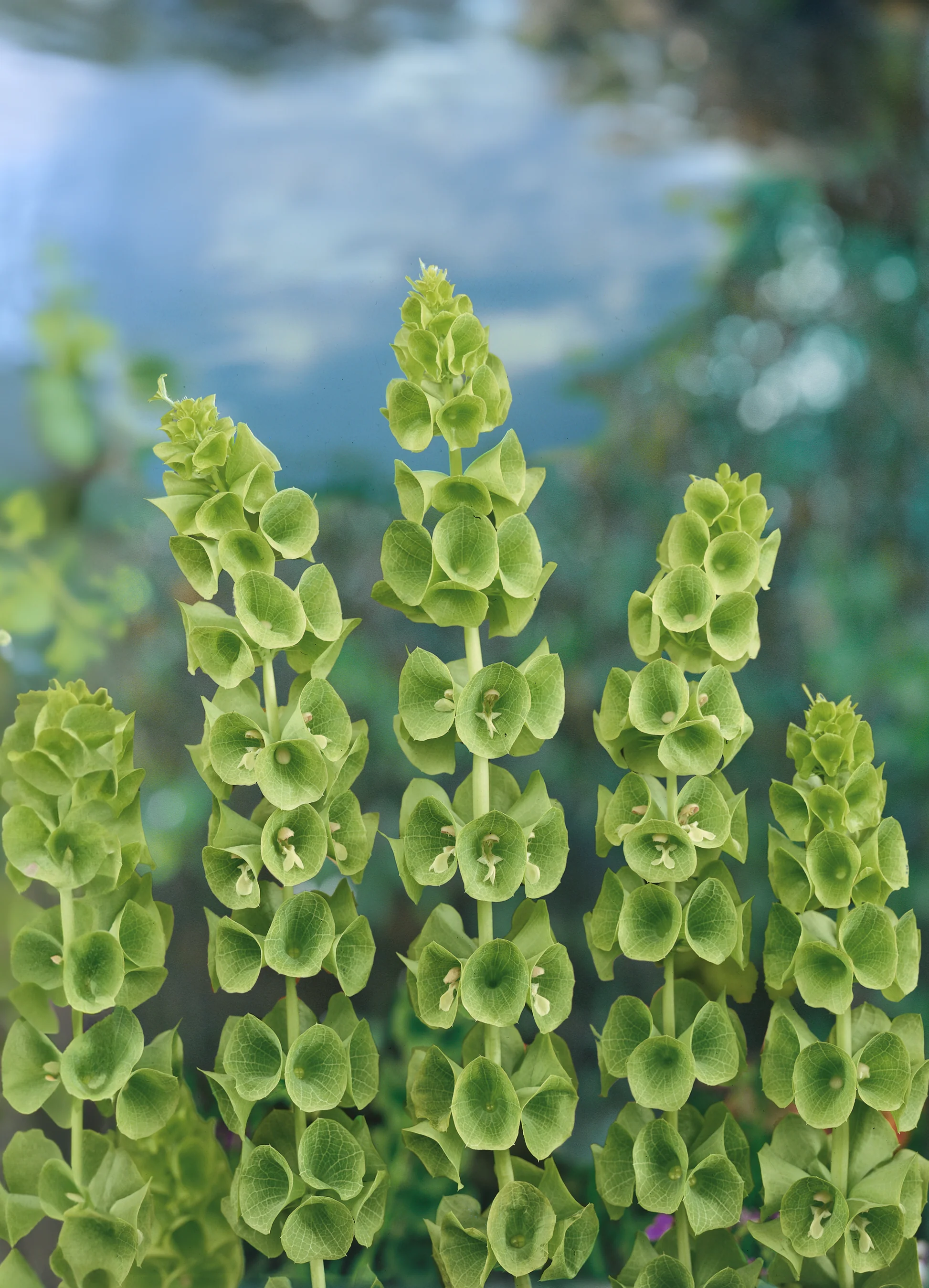 Bells of Ireland | Shell Flower