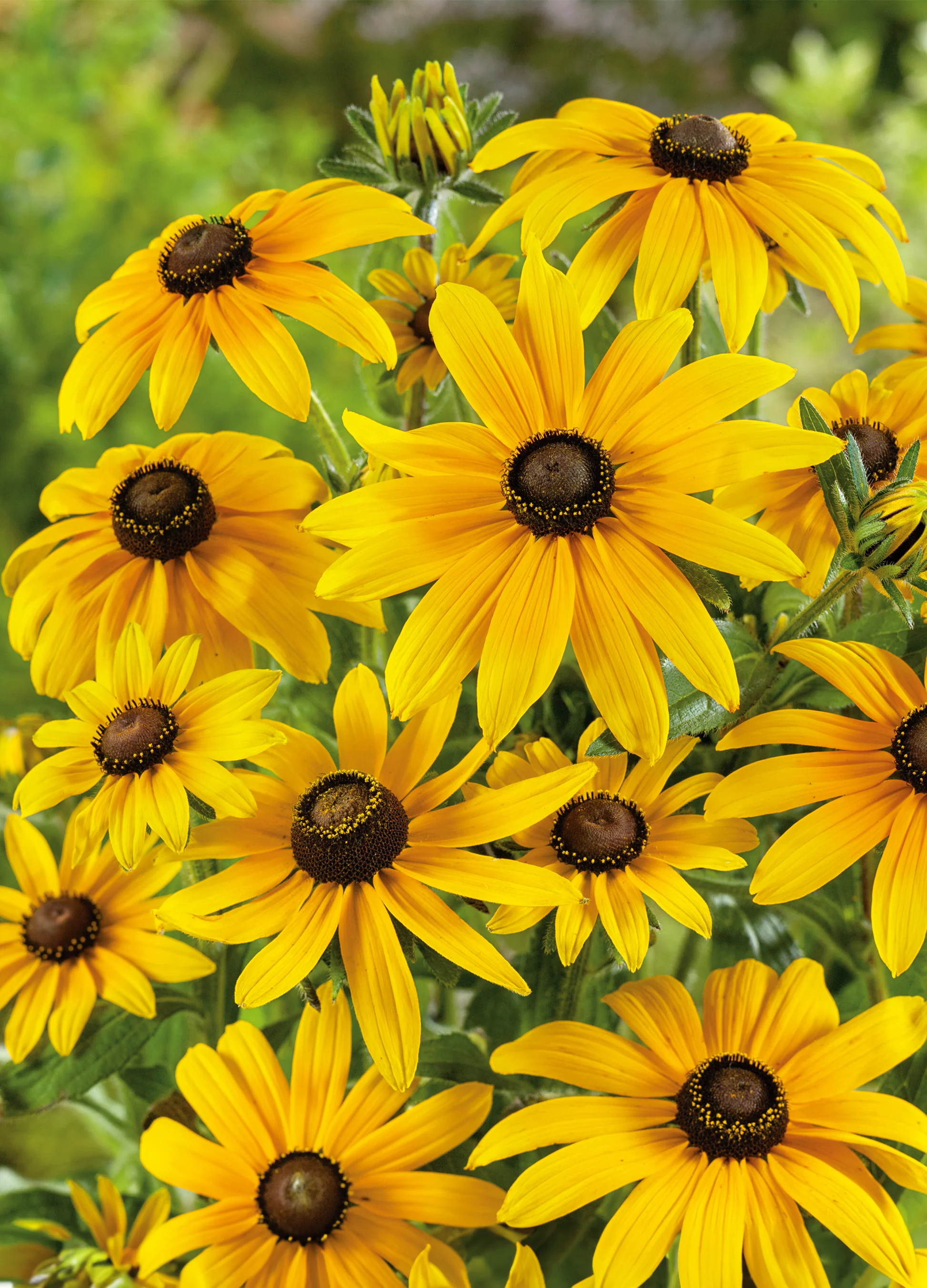 Black Eyed Susan | Rudbeckia Hirta