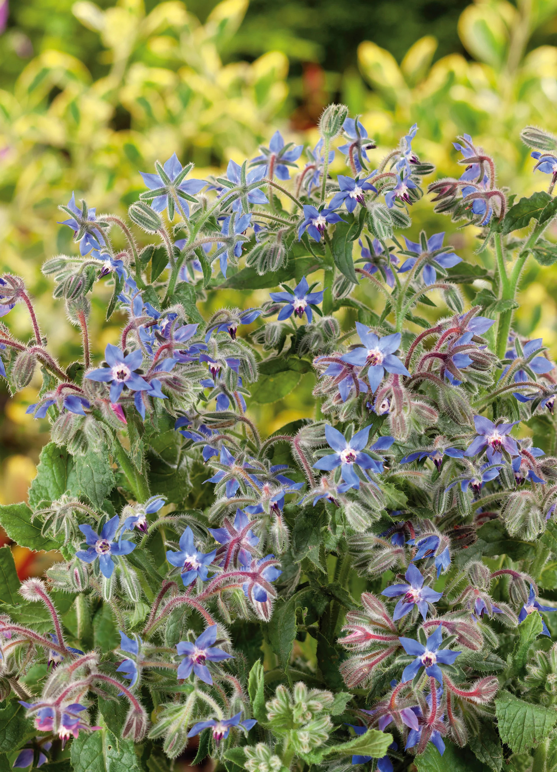 Borage | Starflower