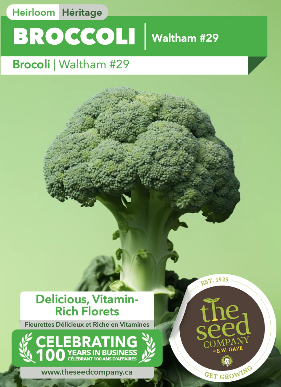 Broccoli | Waltham #29 - Image 3