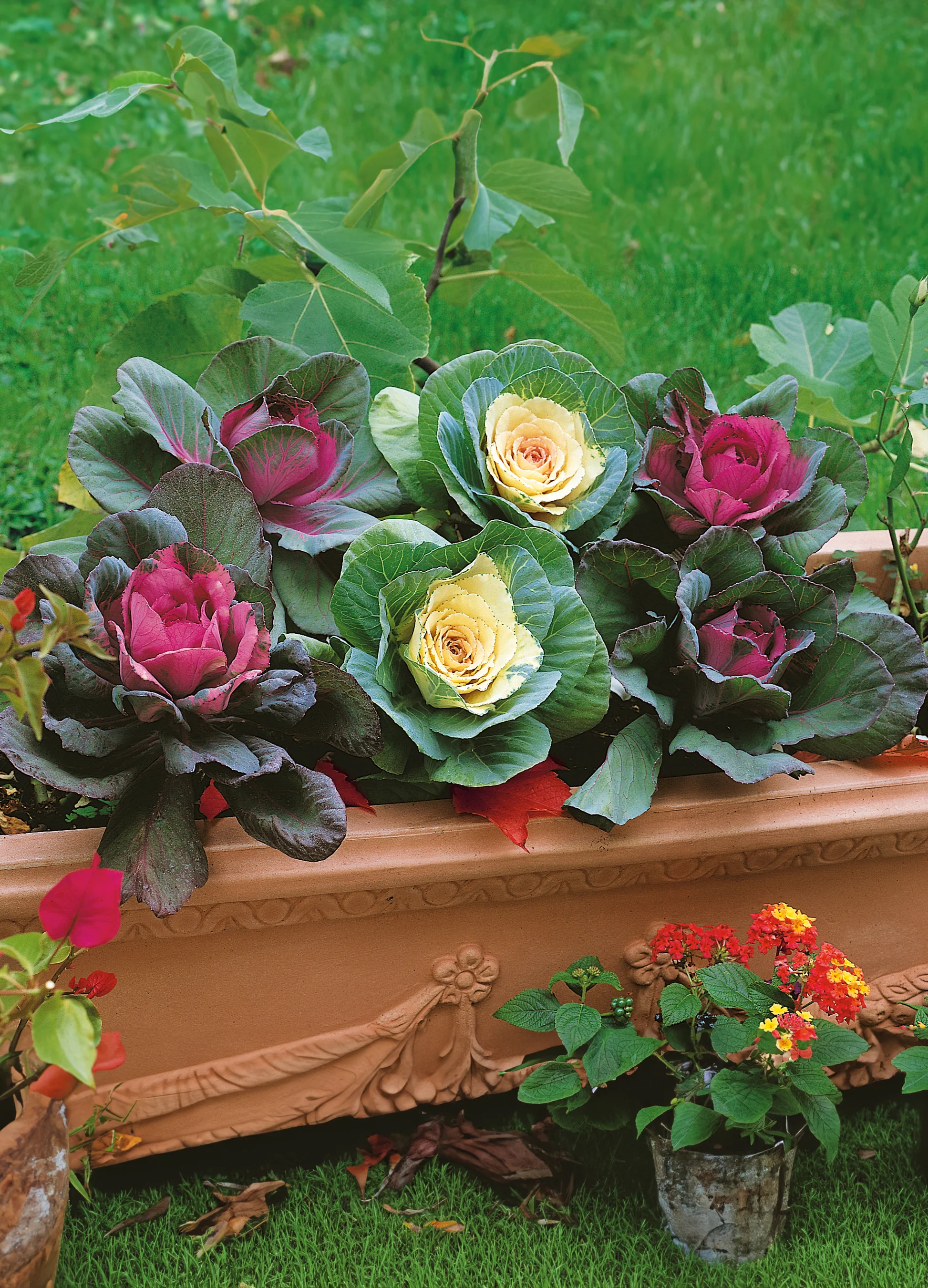 Flowering Cabbage | Mix