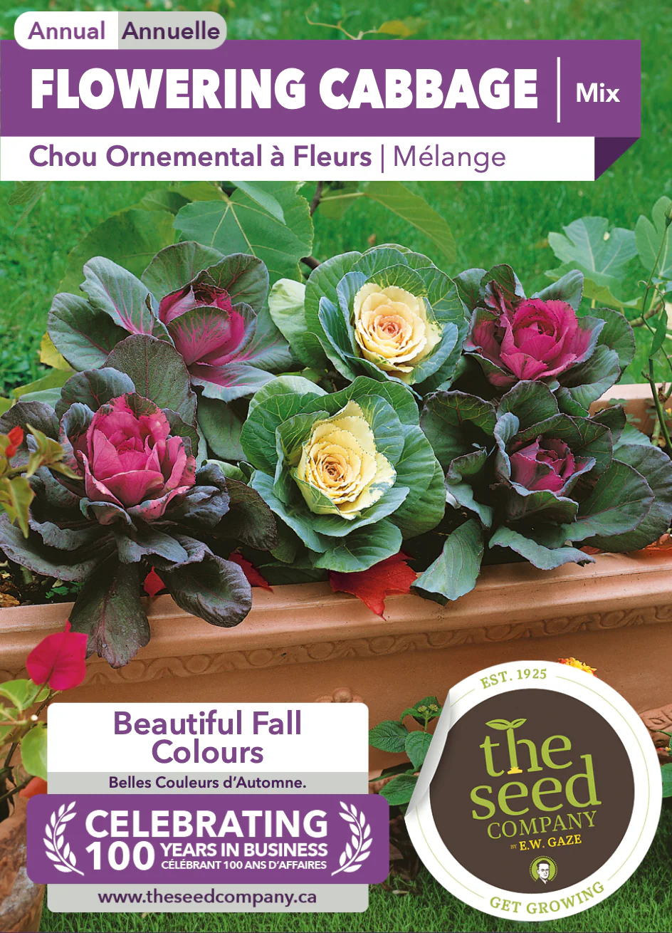 Flowering Cabbage | Mix - Image 2