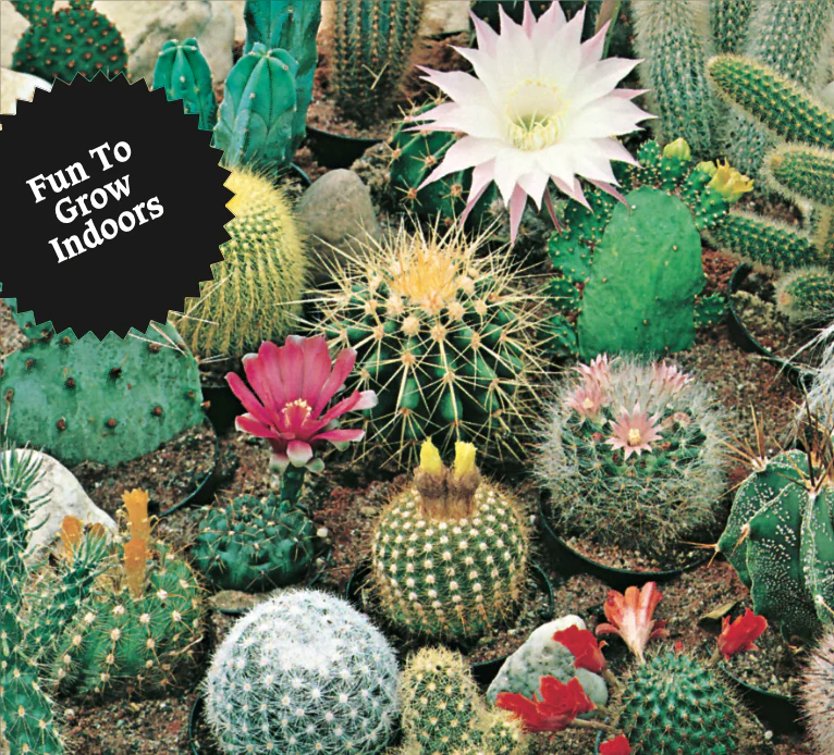 Cactus | Desert Mix - Image 3