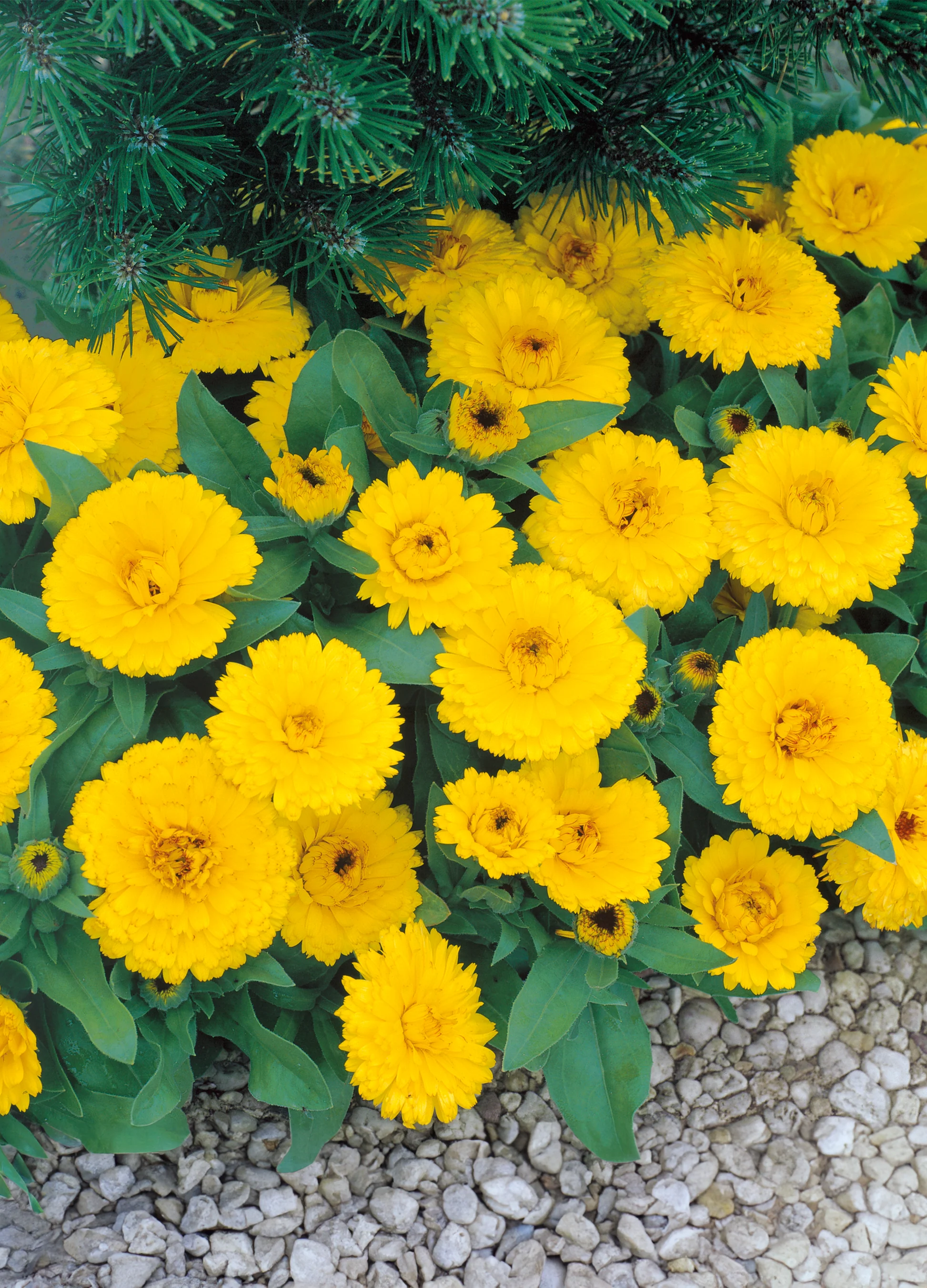 Calendula | Lemon Tall