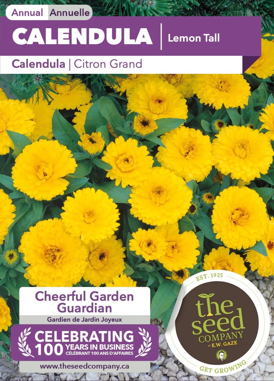 Calendula | Lemon Tall - Image 2