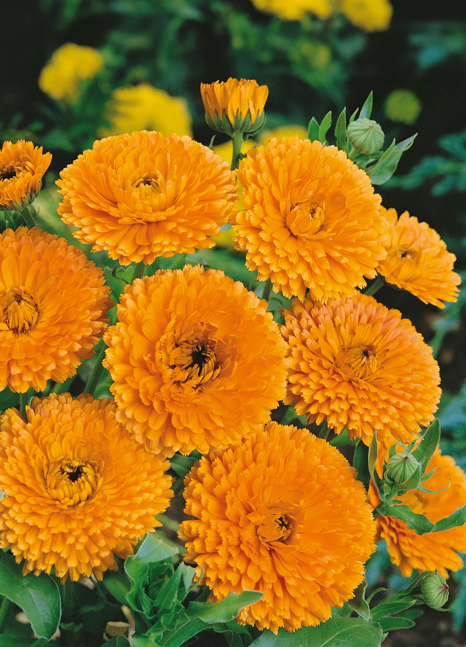 Calendula | Orange King