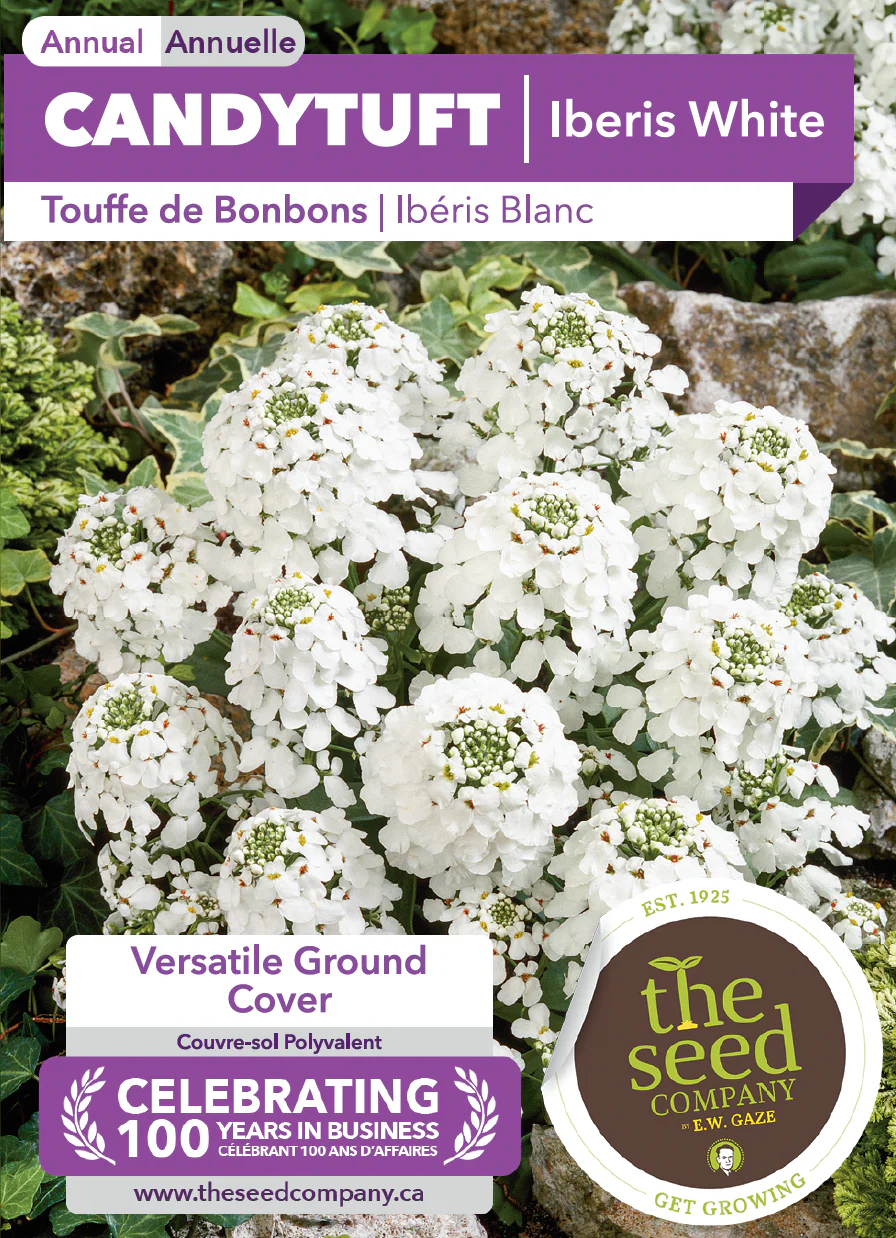 Candytuft | Iberis White - Image 2