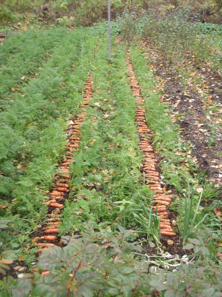 Carrot | Nantes Half Long - Image 3