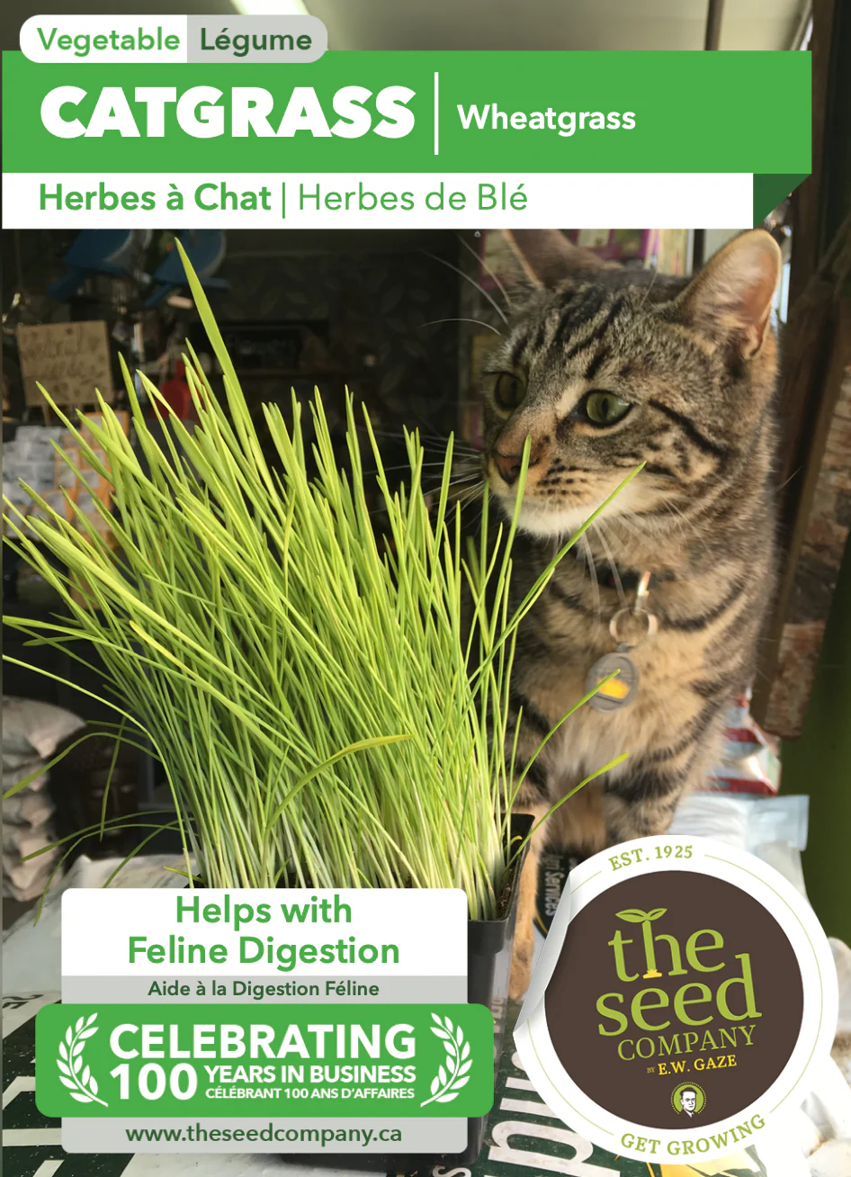 Catgrass | Wheatgrass - Image 2