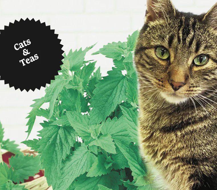 Catnip | Irving's Favourite