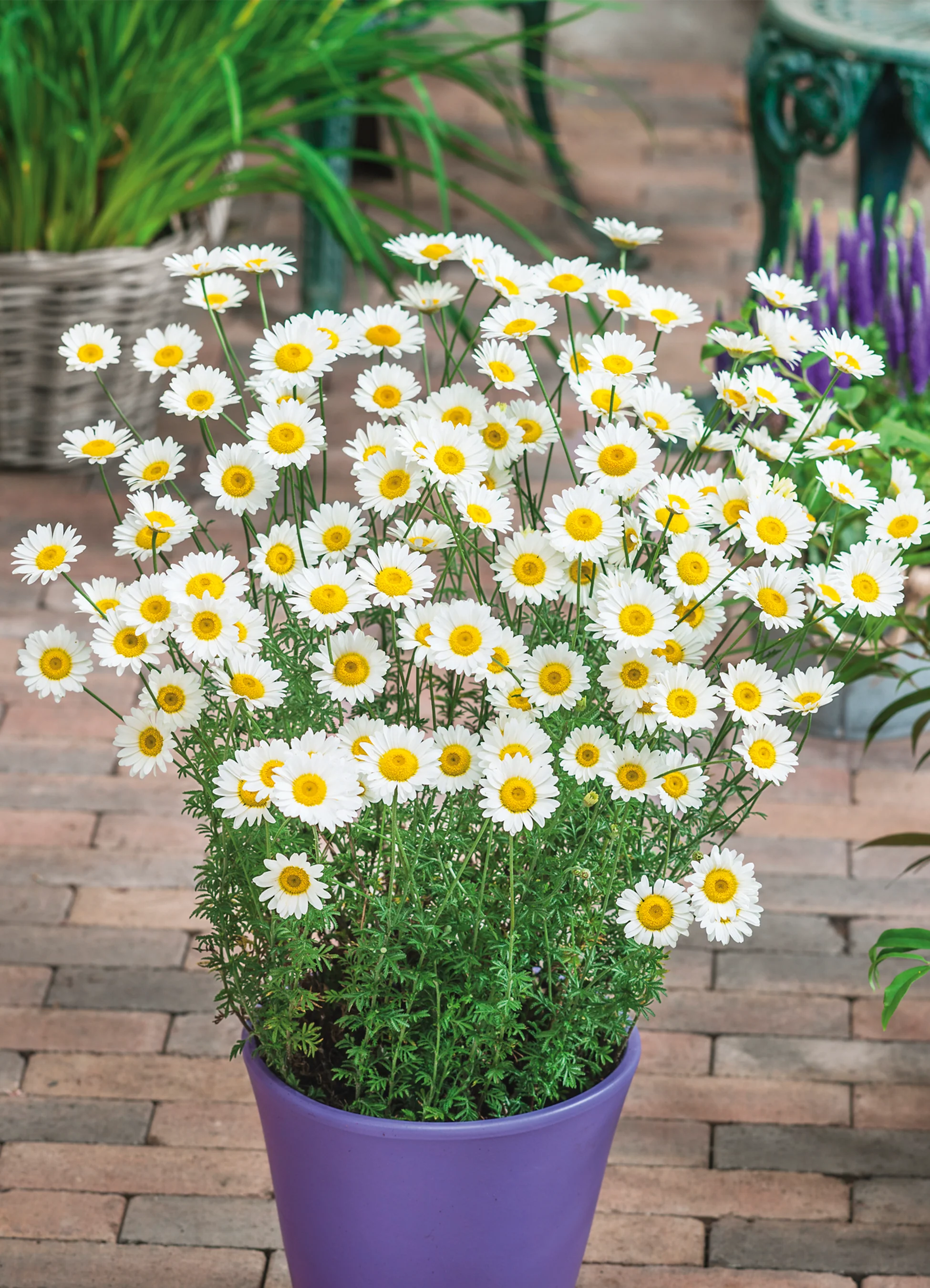 Chamomile | Matricaria