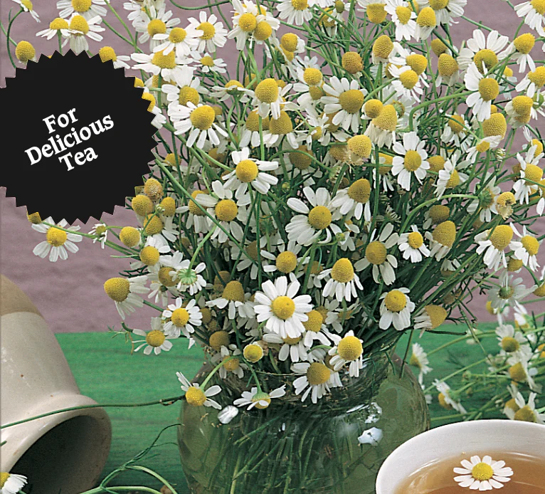 Chamomile | Matricaria - Image 2