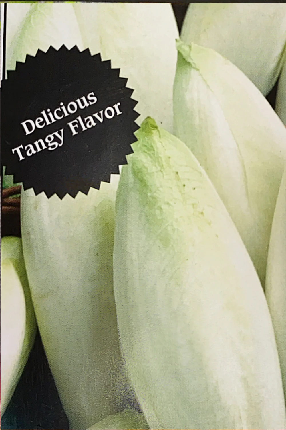 Chicory | Witloof