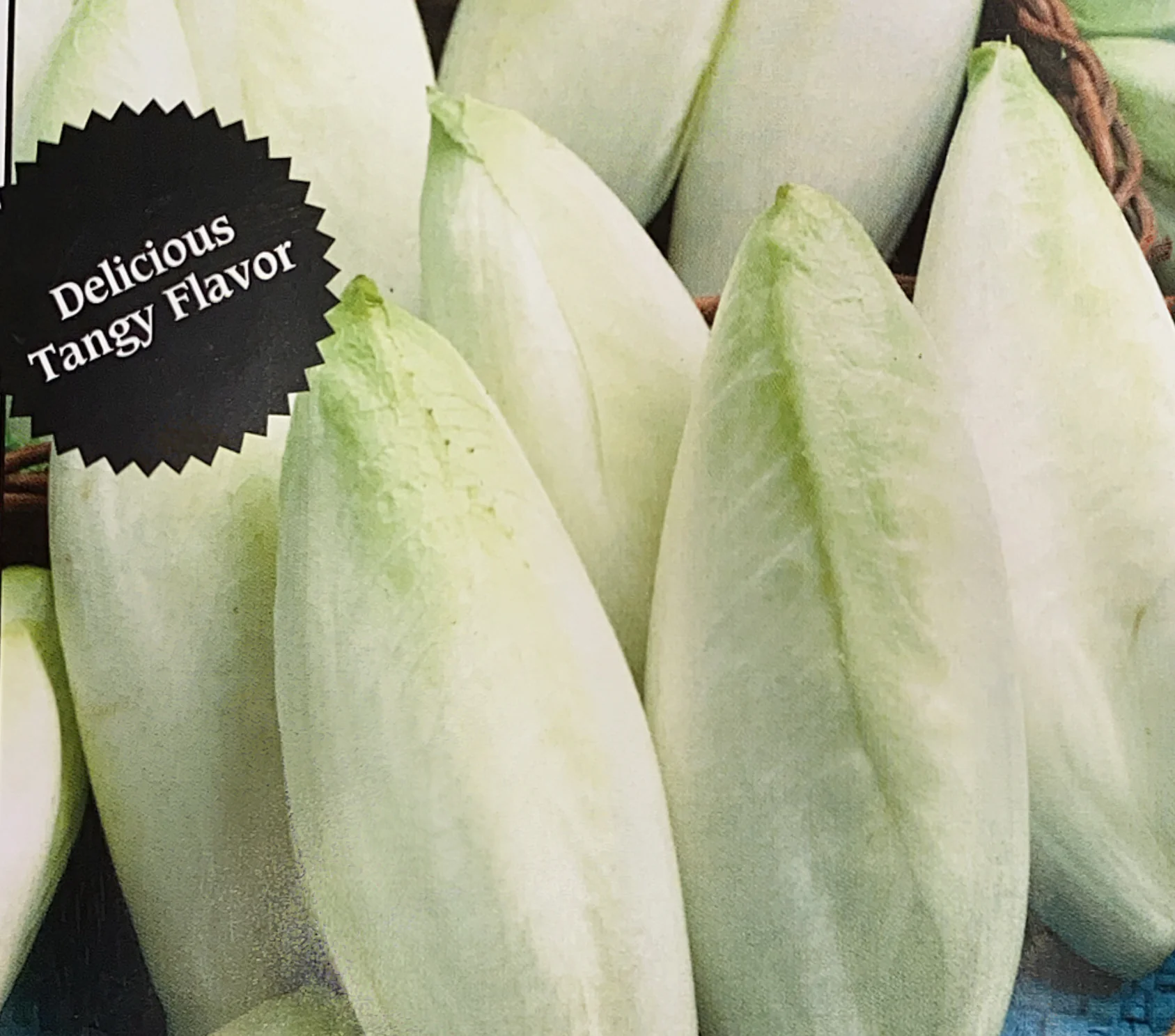 Chicory | Witloof - Image 2