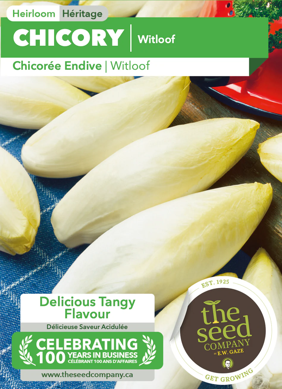 Chicory | Witloof - Image 3