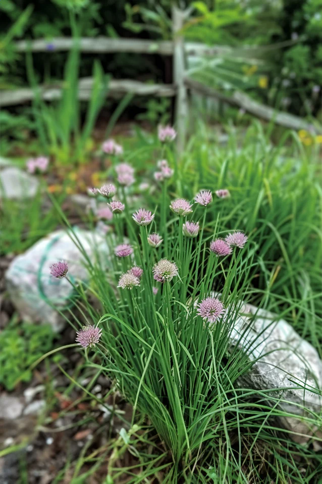 Chives ORGANIC - Image 2