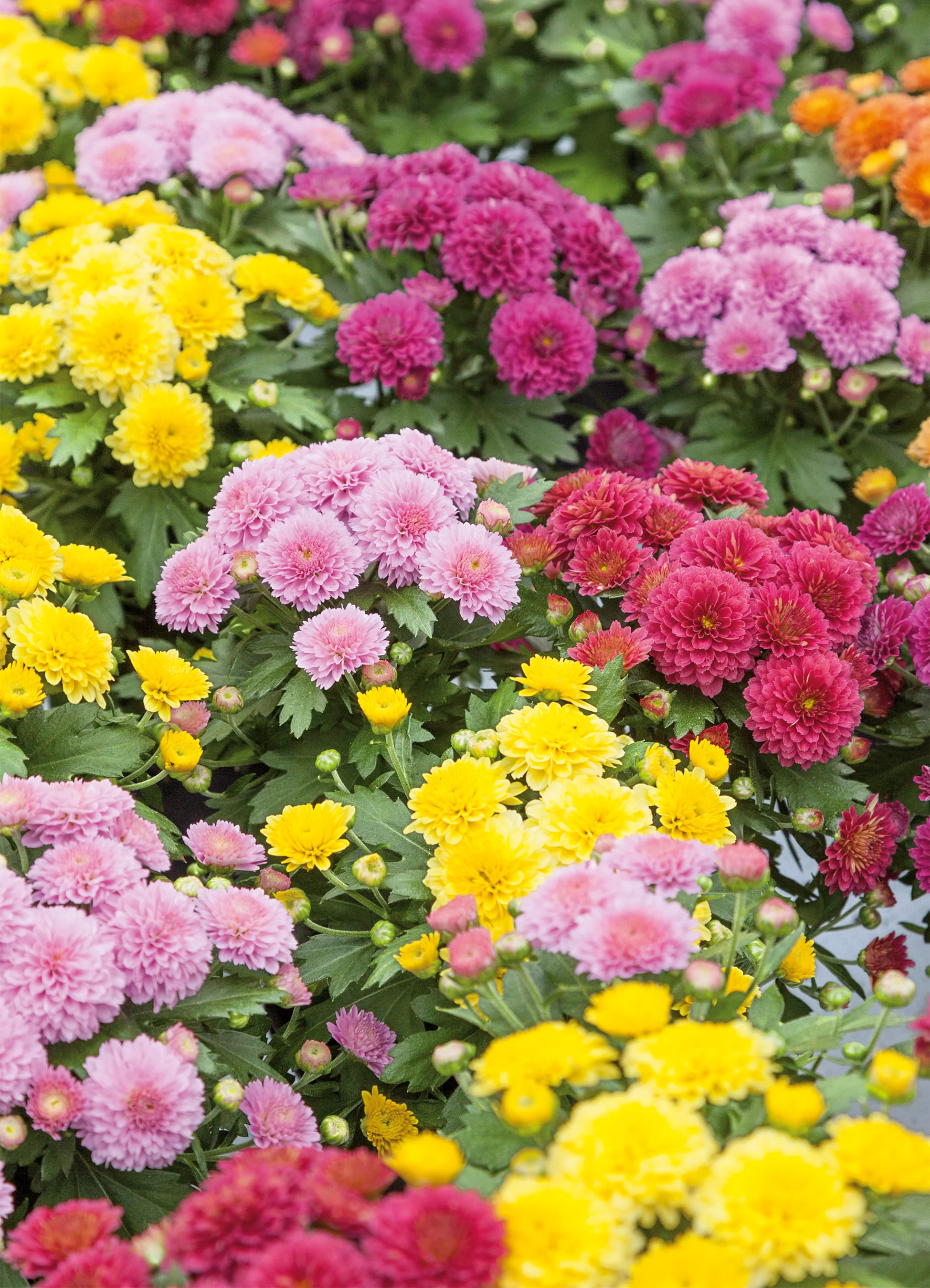 Chrysanthemum | Double Mix