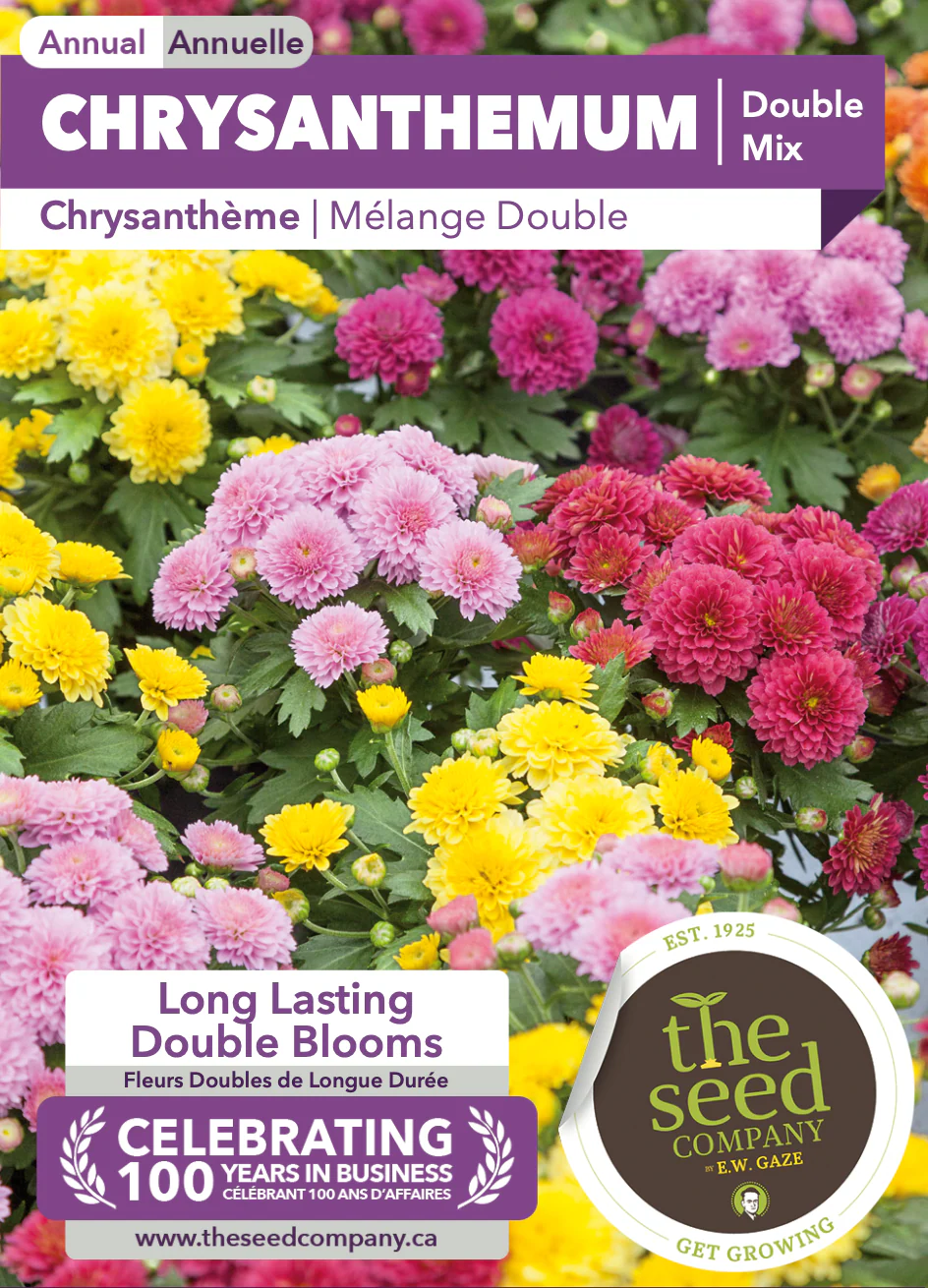 Chrysanthemum | Double Mix - Image 2