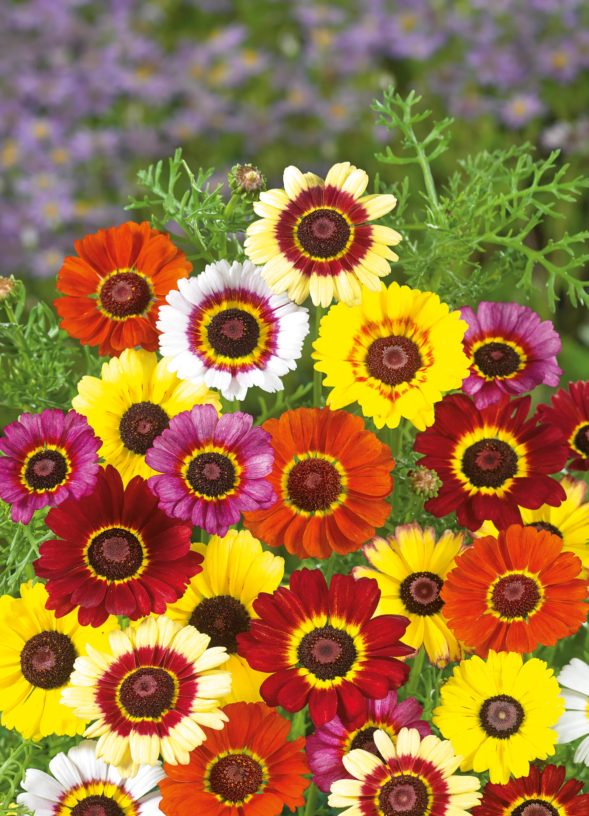 Chrysanthemum | Merry Mix