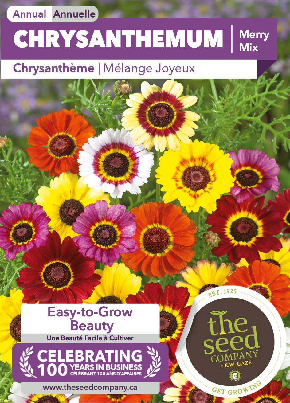 Chrysanthemum | Merry Mix - Image 2