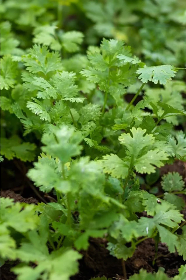 Cilantro | Coriander ORGANIC - Image 2
