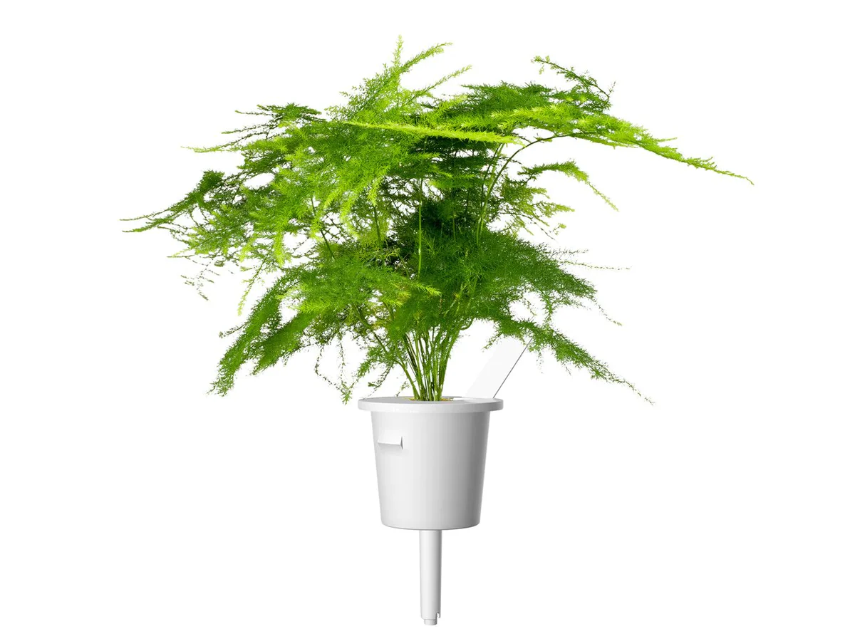 Click & Grow Refill 3-Pack - Lace Fern - Image 2