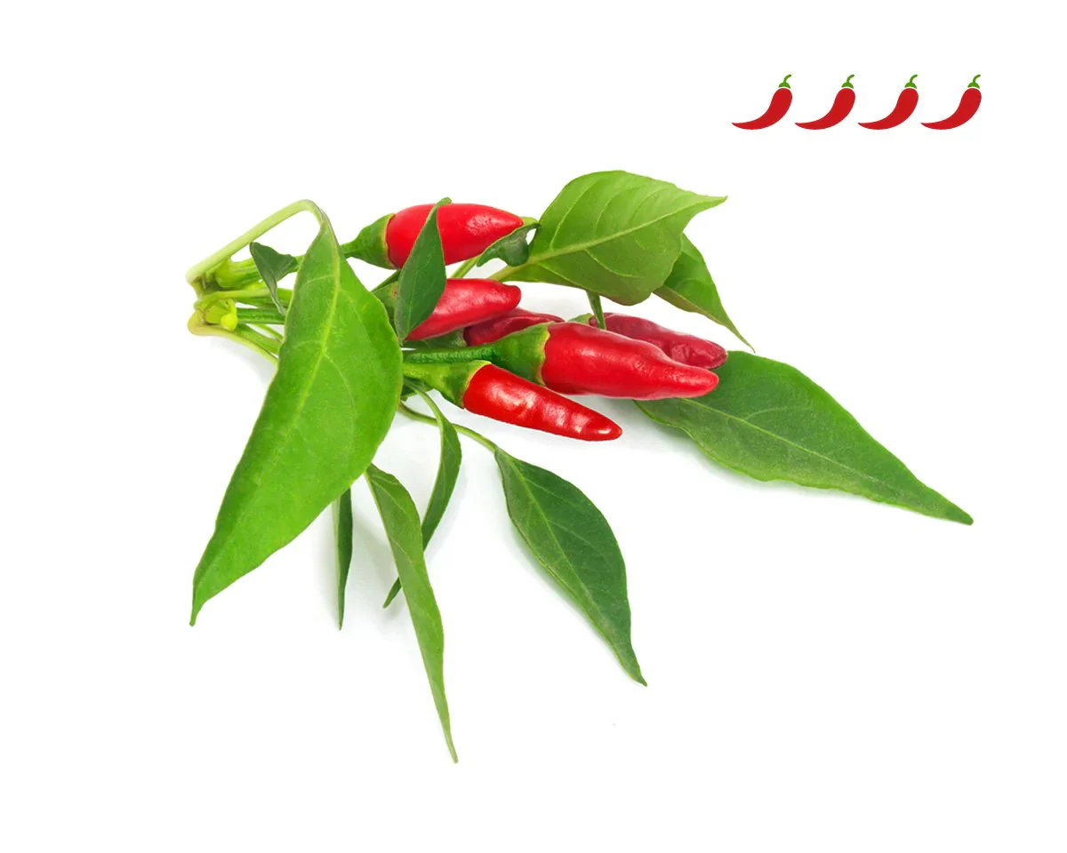 Click & Grow Refill 3-Pack - Piri Piri Chili - Image 2