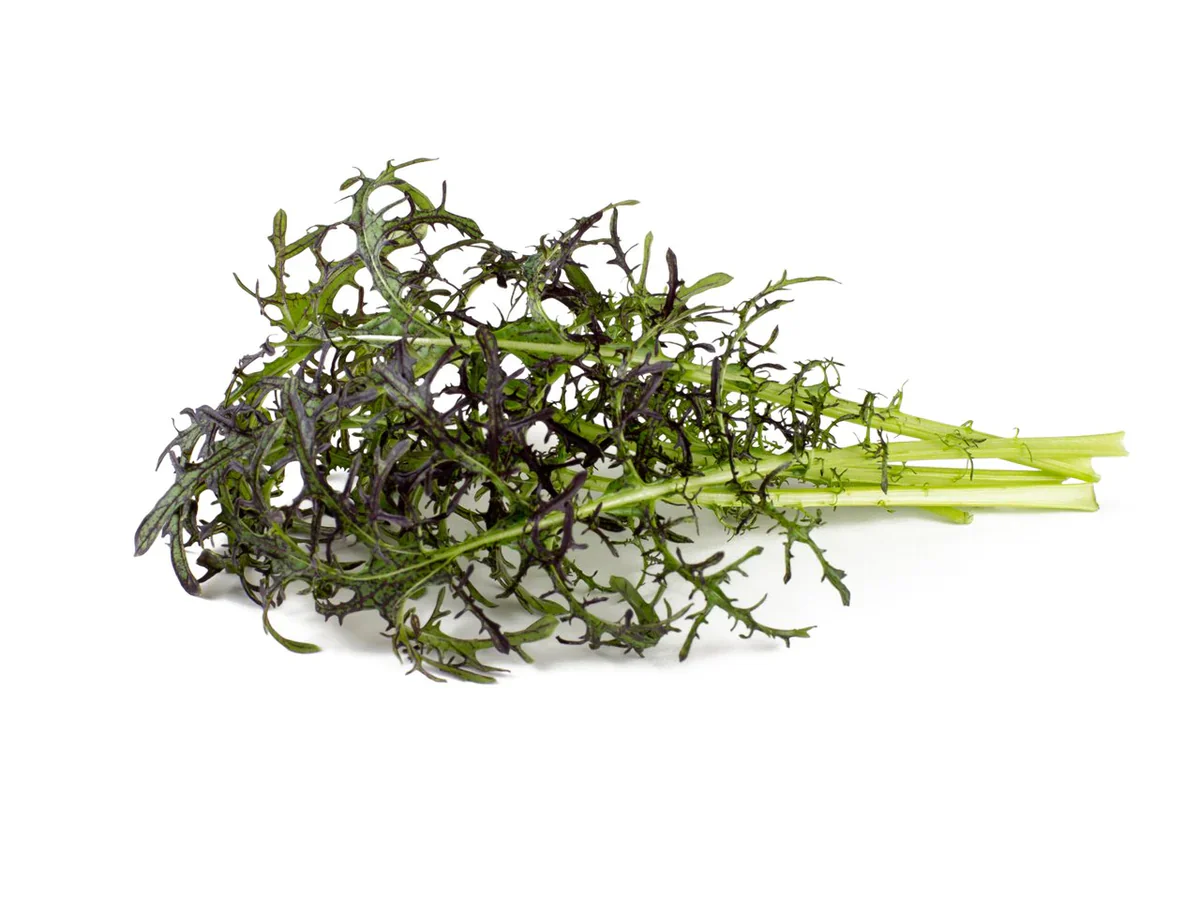Click & Grow Refill 3-Pack - Red Frill Mustard - Image 2