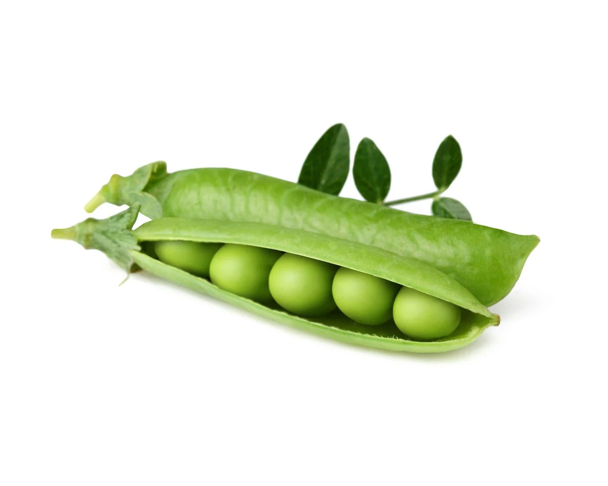 Click & Grow Refill 3-Pack - Dwarf Pea - Image 2