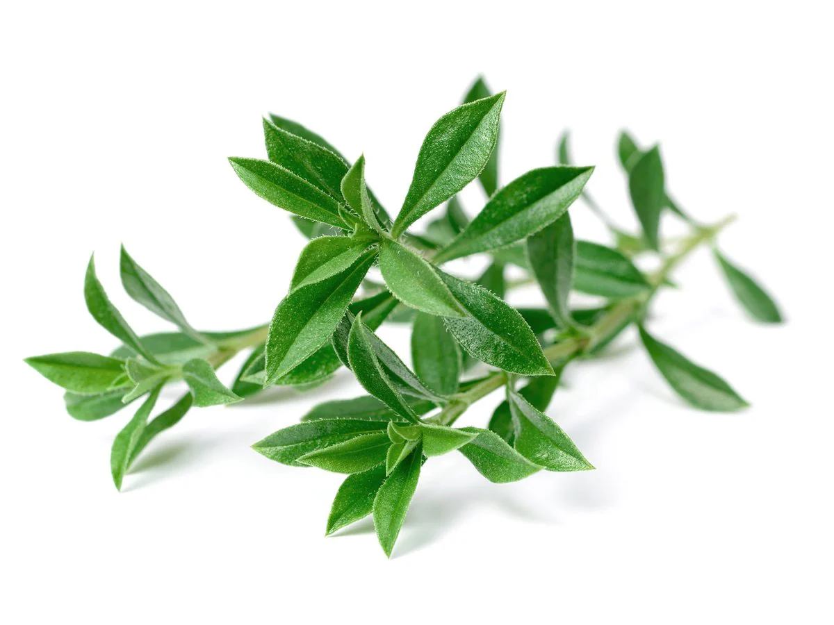 Click & Grow Refill 3-Pack - Mountain Savoury - Image 2