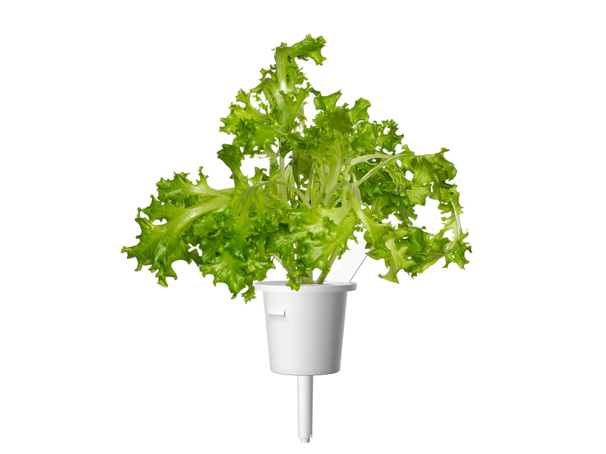 Click & Grow Refill 3-Pack - Oakleaf Lettuce