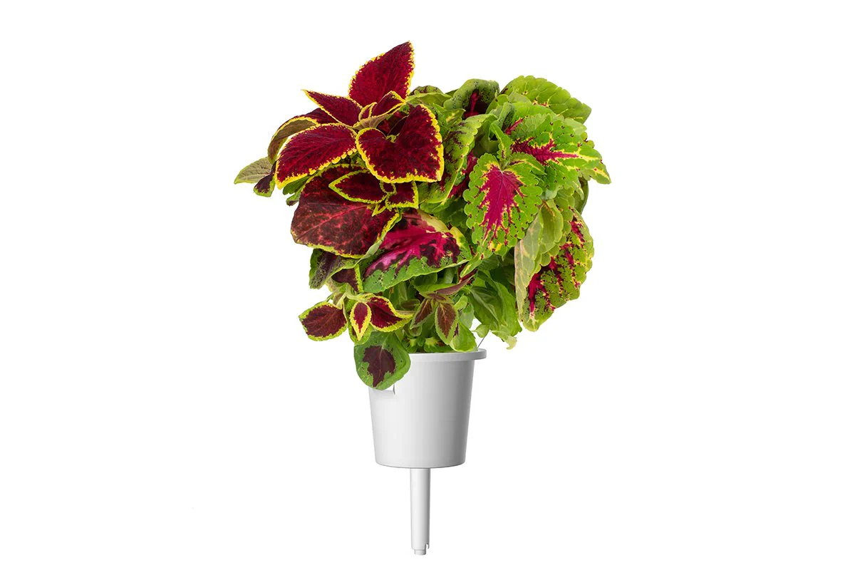 Click & Grow Refill 3-Pack - Painted Nettle - Image 2