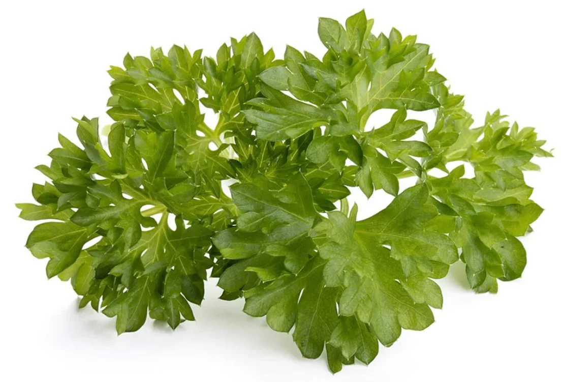 Click & Grow Refill 3-Pack - Curly Parsley - Image 2