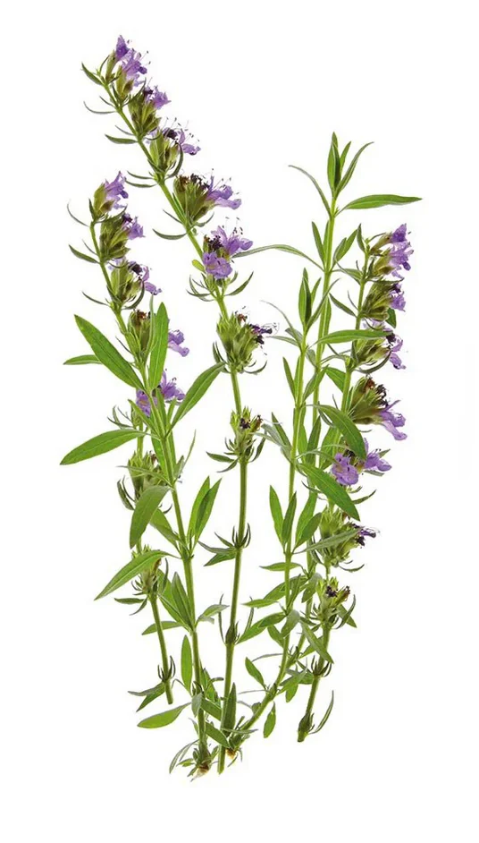 Click & Grow Refill 3-Pack - Hyssop - Image 2