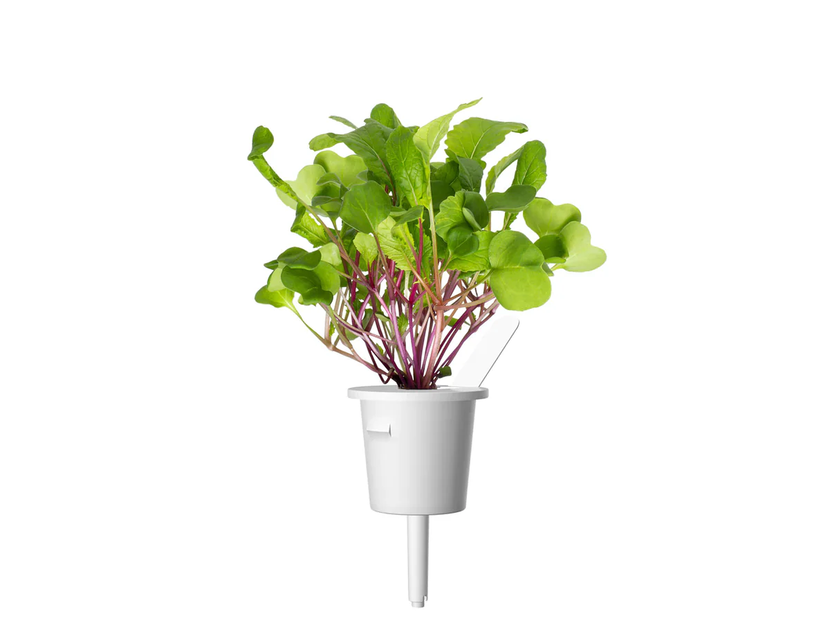 Click & Grow Refill 3-Pack - Leaf Radish - Image 2